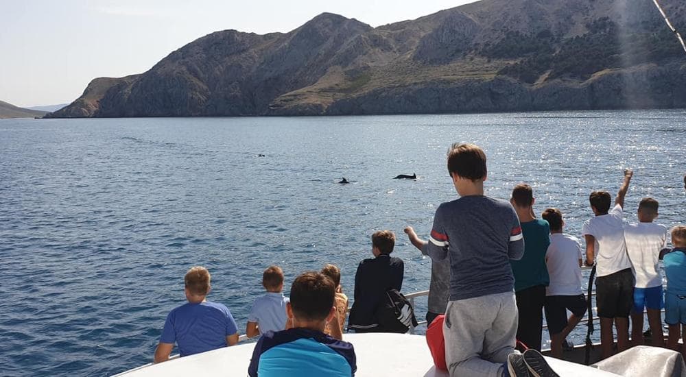 Dolphins